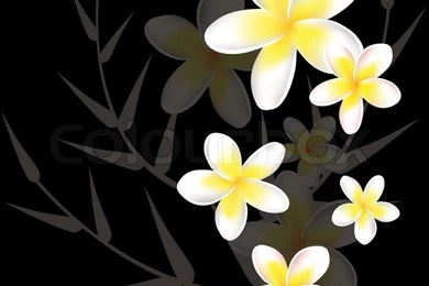 Vector Abstract Floral Backgrounds With Frangipani Stock Vector