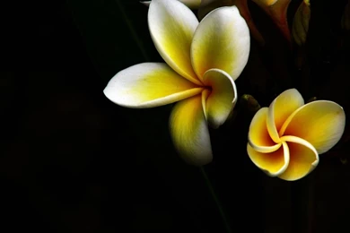 Frangipani Wallpapers   Wallpapers Cave