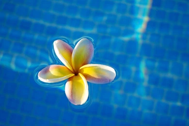 Tropical Exotic Plumeria Frangipani Flower Floating In Swimming ...