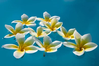Plumeria Frangipani Floating On A Pool   (