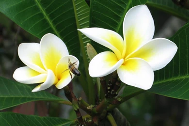 Sibagraphics Wallpapers For Your Desktop 5