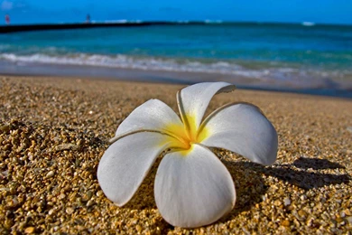 White Plumeria Frangipani On Hawaiian Beach   (