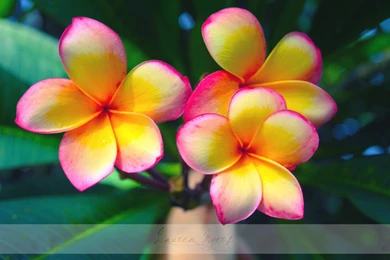 Frangipani Wallpapers   Wallpapers Cave