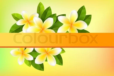 Tropic Orange Backgrounds With Frangipani And Green Leaves