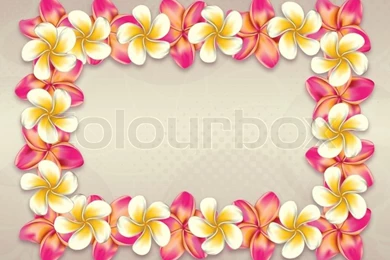 Plumeria, Frangipani Flowers Frame On Abstract Background.