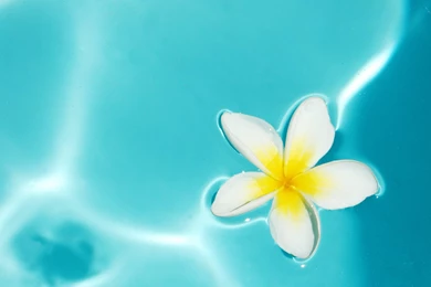 Jestingstock.com Blue Plumeria Wallpapers