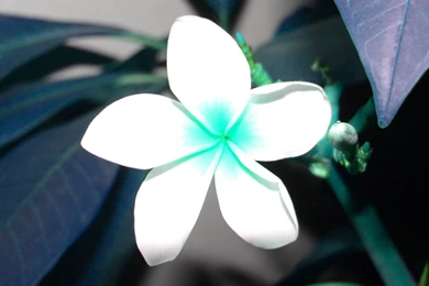 Jestingstock.com Blue Plumeria Wallpapers