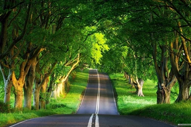 Free Wallpapers   Free Nature Wallpapers   Beautiful Natural 4 ...