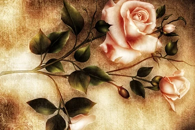 Flowers Wallpapers HD Wallpapers 2002