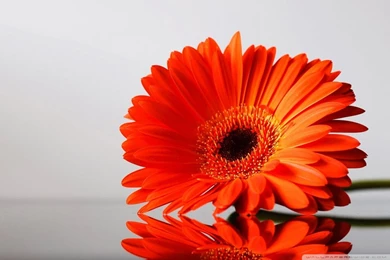 Gerbera Daisies Flowers 3 HD Desktop Wallpapers : Widescreen : High ...