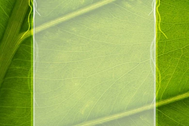 Index Of /wp content/uploads/2010/08