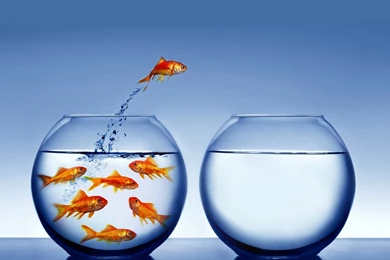 Animals Other Think Different Wallpapers HD [1919x1173]   Free ...