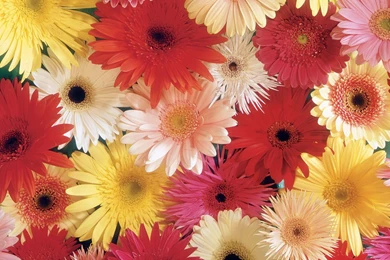 Gerbera DaisiesLoess Hills Floral Studio