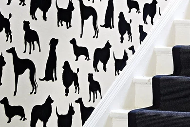 Best In Show   Finest Wallpapers