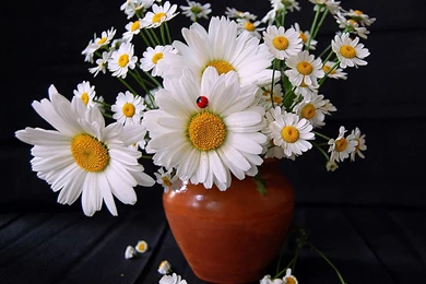 Desktop Wallpapers · Gallery · Nature · Gerbera Daisy Bouquet ...