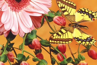 Butterfly Hypericum Berries Gerbera Daisy Widescreen Wallpapers ...