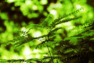 Nature Wallpapers Widescreen 182309