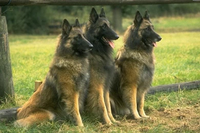 Big Dog Pictures   HD Wallpapers Lovely