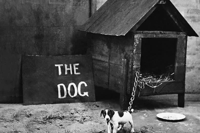 Little Big Dog :)   Dogs Wallpapers (13051546)   Fanpop