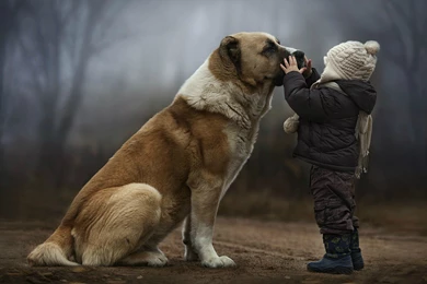 A Child With A Big Dog Wallpapers And Images   Wallpapers ...