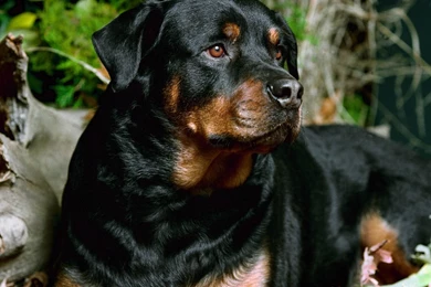 Big Dog Pictures   HD Wallpapers Lovely