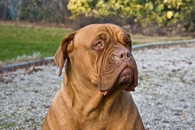 Desktop Big Dog Wallpapers