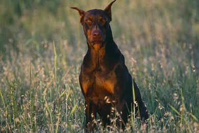 Big Dog   Dogs Wallpapers