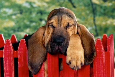 Big Lazy Puppy Sleeping On Wood Door HD Photos