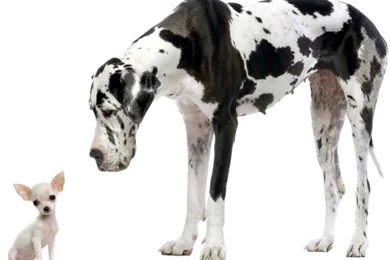 Chihuahua And Great Dane Wallpapers