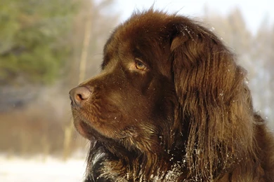 Download Wallpapers 1920x1200 Dog, Big, Brown, Good 1920x1200 HD ...