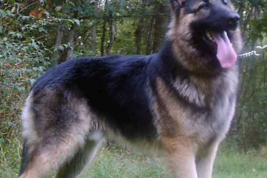 German shepherd dog photo 100   The Dog Wallpapers   Best The Dog ...