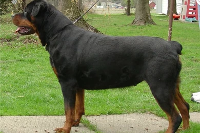 Big Dog Pictures   HD Wallpapers Lovely