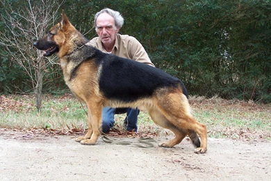 German Shepherd Dog Wallpapers HD Download