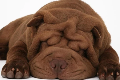 Big Ugly And Sleepy Dog (id: 69797) – BUZZERG