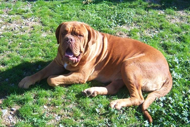 Dogue De Bordeaux Wallpapers