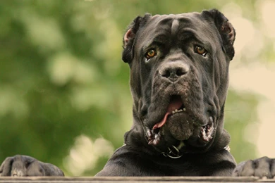 Cane Corso Wallpapers 152539