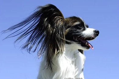 Big Ears Papillon Dog Wallpapers 20   Wallcoo.net