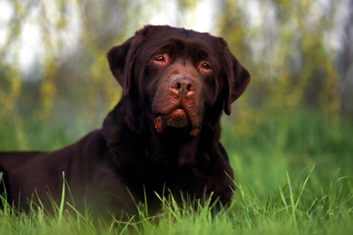 Cao De Castro Laboreiro Wallpapers HD Download