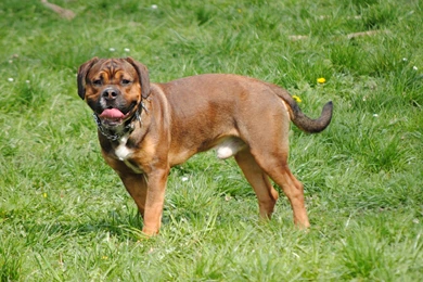 Free Dogs Photos   Wallpapers (big Size)   Coyotus