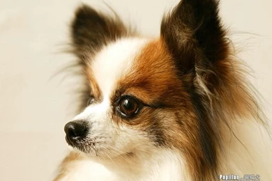 Big Ears Papillon Dog Wallpapers 14   Wallcoo.net