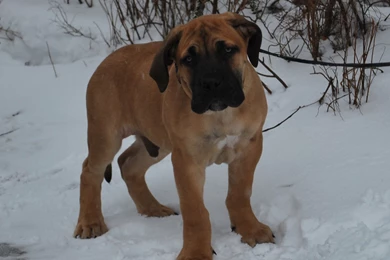 Big Dog Breeds With Images Wallpapers