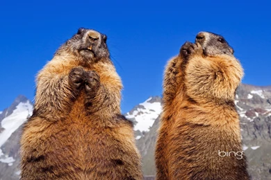 SATURDAY IS PHOBLOG DAY!!   Horse And Man