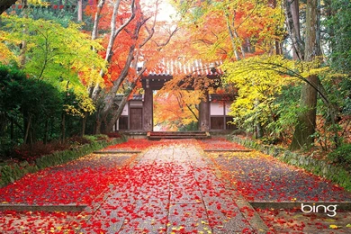 Bing Changing Wallpapers