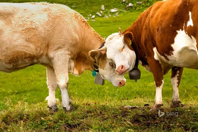 SATURDAY IS PHOBLOG DAY!   Horse And Man