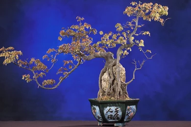 Interesting Bonsai Widescreen Wallpapers