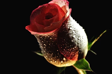 Red Rose Wallpapers   Flower Wallpapers