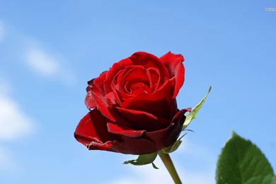 Red Rose Wallpapers   Flower Wallpapers