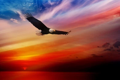 Bald Eagle HD Wallpapers 7150 1920x1080 Px ~ WallpaperFort.com