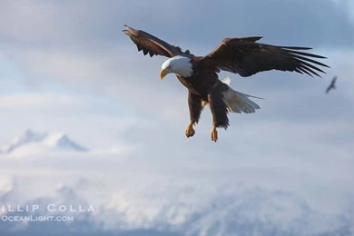 Bald Eagle