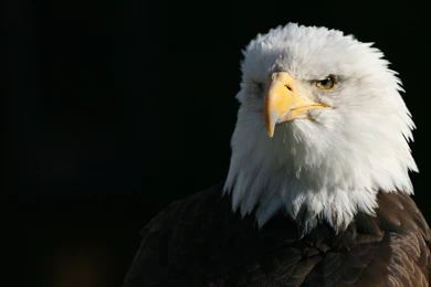 Bald eagle